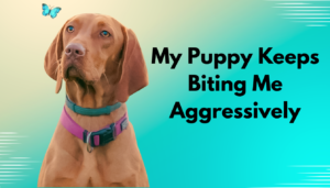 My Puppy Keeps Biting Me Aggressively