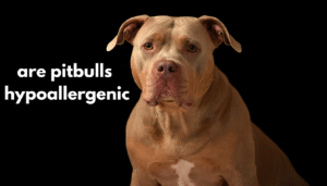 are pitbulls hypoallergenic