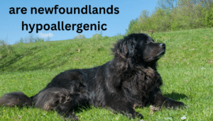 are newfoundlands hypoallergenic