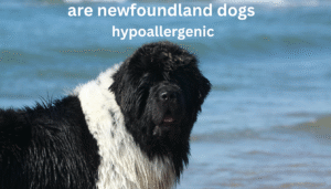 are newfoundland dogs hypoallergenic