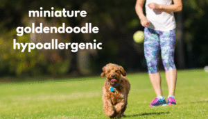 miniature goldendoodle hypoallergenic
