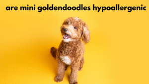 are mini goldendoodles hypoallergenic