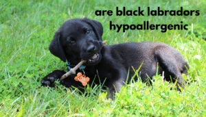 are black labradors hypoallergenic