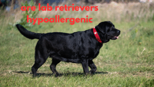 are lab retrievers hypoallergenic
