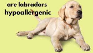 are labradors hypoallergenic