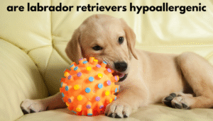are labrador retrievers hypoallergenic