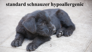 standard schnauzer hypoallergenic