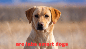 are labs smart dogs