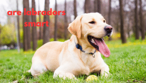are labradors smart