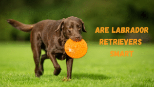 are labrador retrievers smart