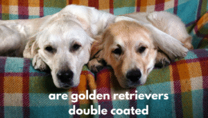 are golden retrievers double coated