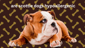 are scottie dogs hypoallergenic