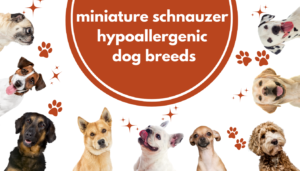miniature schnauzer hypoallergenic dog breeds