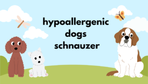 hypoallergenic dogs schnauzer