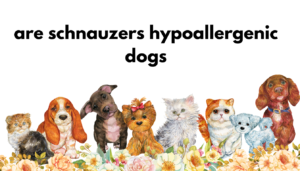 are schnauzers hypoallergenic dogs