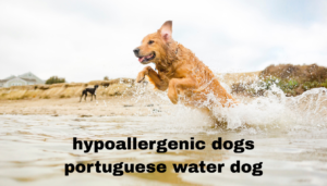 hypoallergenic dogs portuguese water dog