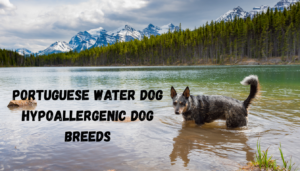 portuguese water dog hypoallergenic dog breeds