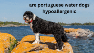 are portuguese water dogs hypoallergenic