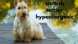 scottish terrier hypoallergenic